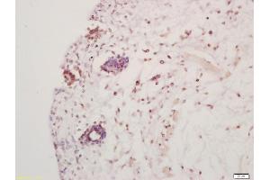 Formalin-fixed and paraffin embedded mouse embryo labeled with Anti-Hes5 Polyclonal Antibody, Unconjugated (ABIN703811) at 1:200 followed by conjugation to the secondary antibody and DAB staining (HES5 抗体  (AA 21-120))