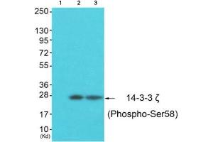 Western Blotting (WB) image for anti-14-3-3 zeta (YWHAZ) (pSer58) antibody (ABIN1847201) (14-3-3 zeta 抗体  (pSer58))