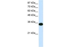 Western Blotting (WB) image for anti-Homeobox D4 (HOXD4) antibody (ABIN2460209) (HOXD4 抗体)