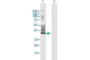 Western Blot analysis of MYEOV2 expression in transfected 293T cell line by MYEOV2 MaxPab polyclonal antibody. (MYEOV2 抗体  (AA 1-252))