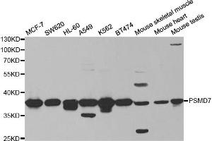 Western blot analysis of extracts of various cell lines, using PSMD7 antibody (ABIN5973092) at 1/1000 dilution. (PSMD7 抗体)