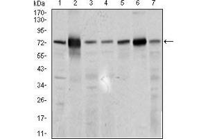 Western blot analysis using SLC27A5 mouse mAb against 3T3L1 (1), HepG2 (2), U937 (3), Raji (4), COS7 (5), NIH3T3 (6), and PC-3 (7) cell lysate. (SLC27A5 抗体  (AA 508-570))