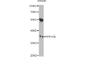 Western blot analysis of extracts of SW480 cells, using PPP1CB antibody (ABIN6290762) at 1:1000 dilution. (PPP1CB 抗体)
