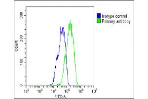 Overlay histogram showing HepG2 cells stained with (ABIN657553 and ABIN2846564)(green line). (Asparaginase 抗体  (AA 165-193))