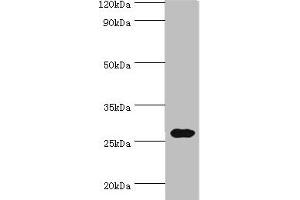 Western blot All lanes: CRISP2 antibody at 12 μg/mL + Rat gonad tissue Secondary Goat polyclonal to rabbit IgG at 1/10000 dilution Predicted band size: 28, 32 kDa Observed band size: 28 kDa (CRISP2 抗体  (AA 22-243))