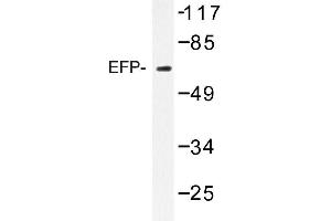 Image no. 1 for anti-Tripartite Motif Containing 25 (TRIM25) antibody (ABIN272231) (TRIM25 抗体)