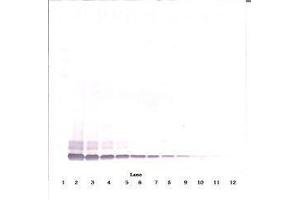 Image no. 2 for anti-Defensin, beta 104A (DEFB104A) antibody (ABIN465325) (DEFB104A 抗体)