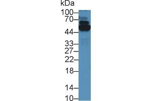 Western Blot; Sample: Human A549 cell lysate; Primary Ab: 5µg/ml Rabbit Anti-Mouse TrxR1 Antibody Second Ab: 0. (TXNRD1 抗体  (AA 374-577))