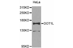 Western blot analysis of extracts of HeLa cells, using DOT1L antibody (ABIN5974758) at 1/1000 dilution.