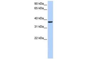 Image no. 1 for anti-High Mobility Group 20B (HMG20B) (AA 201-250) antibody (ABIN6742602) (HMG20B 抗体  (AA 201-250))