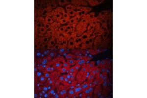 Immunofluorescence analysis of mouse liver using PEX19 antibody (ABIN6132479, ABIN6145463, ABIN6145464 and ABIN6221140) at dilution of 1:100. (PEX19 抗体  (AA 1-299))