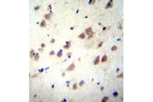 Immunohistochemistry analysis in formalin fixed and paraffin embedded human brain tissue reacted with GRIN3B Antibody (C-term) followed by peroxidase conjugation of the secondary antibody and DAB staining. (GRIN3B 抗体  (C-Term))