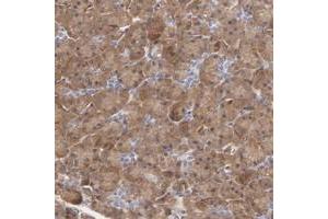 Immunohistochemical staining of human pancreas with DRP2 polyclonal antibody  shows moderate cytoplasmic positivity in exocrine glandular cells. (DRP2 抗体)