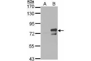 WB Image Western Blot analysis of ARNTL expression in transfected 293T cell line by ARNTL polyclonal antibody. (ARNTL 抗体)