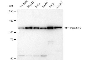 Western blotting analysis using Importin 9 antibody (ABIN7799024). (Recombinant Importin 9 抗体)