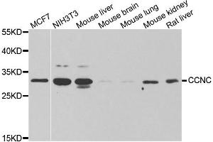 Western blot analysis of extracts of various cell lines, using CCNC antibody. (Cyclin C 抗体)