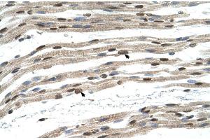 Human Muscle (SIL1 抗体  (N-Term))