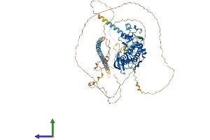 Protein Structure (PS) image for Cyclin-Dependent Kinase 11B (CDK11B) (AA 1-795) protein (His tag) (ABIN7553295)