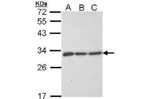 WB Image Sample (30 ug of whole cell lysate) A: 293T B: A431 , C: H1299 12% SDS PAGE antibody diluted at 1:1000 (ERP29 抗体)