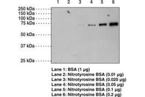 Image no. 1 for anti-Nitrotyrosine antibody (ABIN6756697) (Nitrotyrosine 抗体)