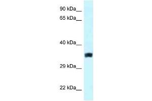 Western Blot showing SLC25A33 antibody used at a concentration of 1. (SLC25A33 抗体  (Middle Region))