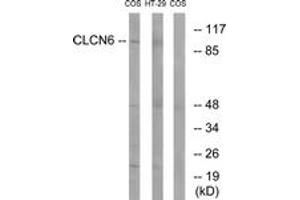 Western blot analysis of extracts from COS7/HT-29 cells, using CLCN6 Antibody. (CLCN6 抗体  (AA 611-660))
