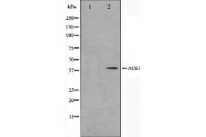 Western blot analysis on 293 cell lysate using AOS1 Antibody,The lane on the left is treated with the antigen-specific peptide. (SAE1 抗体  (Internal Region))
