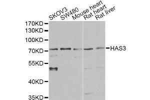 Western blot analysis of extracts of various cell lines, using HAS3 antibody. (HAS3 抗体)