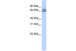 Western Blotting (WB) image for anti-Poly(A) Polymerase gamma (PAPOLG) antibody (ABIN2458544) (PAPOLG 抗体)
