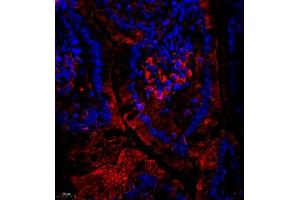 Immunofluorescent analysis of paraffin embedded mouse small intestine using CUBN (ABIN7073601) at dilution of 1: 650 (CUBN 抗体)