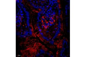 Immunofluorescent analysis of paraffin embedded mouse small intestine using CUBN (ABIN7073601) at dilution of 1: 650