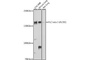 Western blot analysis of extracts of various cell lines, using PLC beta 3 (PLC beta 3 (PLCB3)) antibody (ABIN6134972, ABIN6145749, ABIN6145750 and ABIN6214407) at 1:1000 dilution. (PLCB3 抗体  (AA 1050-1150))