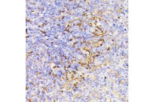 Immunohistochemistry (IHC) image for anti-Proteasome (Prosome, Macropain) Assembly Chaperone 1 (PSMG1) (AA 1-288) antibody (ABIN7269593)