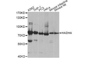 Western blot analysis of extracts of various cell lines, using HADHA antibody. (HADHA 抗体)