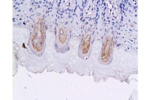 Formalin-fixed and paraffin embedded fungiform papillae of rat tongue labeled with Anti-GLP-1 (7-36) Polyclonal Antibody, Unconjugated 1:200 followed by conjugation to the secondary antibody and DAB staining (GLP-1 抗体  (AA 7-36))