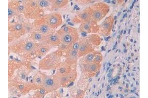 Detection of RNLS in Human Liver Tissue using Polyclonal Antibody to Renalase (RNLS) (RNLS 抗体  (AA 160-319))