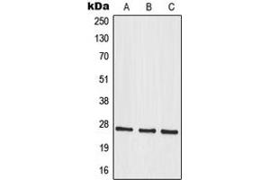 Western blot analysis of MRPS34 expression in A549 (A), HuvEc (B), U251MG (C) whole cell lysates. (MRPS34 抗体  (C-Term))