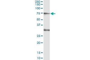 Immunoprecipitation of CREB5 transfected lysate using anti-CREB5 monoclonal antibody and Protein A Magnetic Bead , and immunoblotted with CREB5 MaxPab rabbit polyclonal antibody. (CREB5 抗体  (AA 1-99))