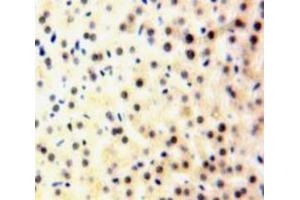 IHC-P analysis of Liver tissue, with DAB staining. (A2BP1 抗体  (AA 149-399))