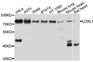 Western blot analysis of extracts of various cell lines, using LOXL1 antibody. (LOXL1 抗体  (AA 95-370))