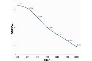 Antigen: 0. (Ret Proto-Oncogene 抗体  (pTyr905))