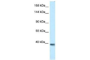 Western Blot showing Kcnq2 antibody used at a concentration of 1. (KCNQ2 抗体  (Middle Region))