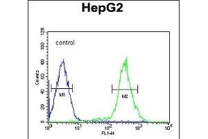 YLAT2 Antibody (C-term) (ABIN651493 and ABIN2840266) flow cytometric analysis of HepG2 cells (right histogram) compared to a negative control cell (left histogram). (SLC7A6 抗体  (C-Term))