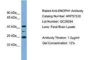 WB Suggested Anti-ENOPH1  Antibody Titration: 0. (MASA 抗体  (Middle Region))