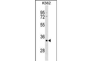 Western blot analysis in K562 cell line lysates (35ug/lane). (POU5F2 抗体  (AA 203-231))