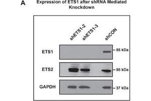 Western Blotting (WB) image for anti-V-Ets Erythroblastosis Virus E26 Oncogene Homolog 2 (ETS2) (Center) antibody (ABIN2855845)