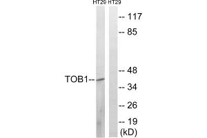 Western blot analysis of extracts from HT-29 cells, treated with serum (20%, 15mins), using TOB1 (epitope around residue 164) antibody. (Protein Tob1 (TOB1) (Ser164) 抗体)