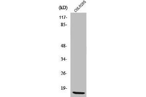 Western Blot analysis of COLO205 cells using Ribosomal Protein L36 Polyclonal Antibody (RPL36 抗体  (Internal Region))