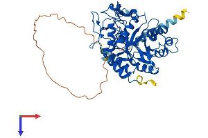 MANEA Protein (AA 1-462) (His tag)