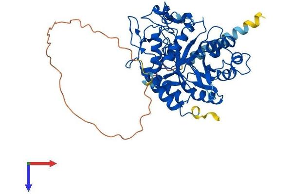 MANEA Protein (AA 1-462) (His tag)